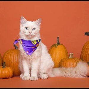 Halloween Breakaway Cat Collar
